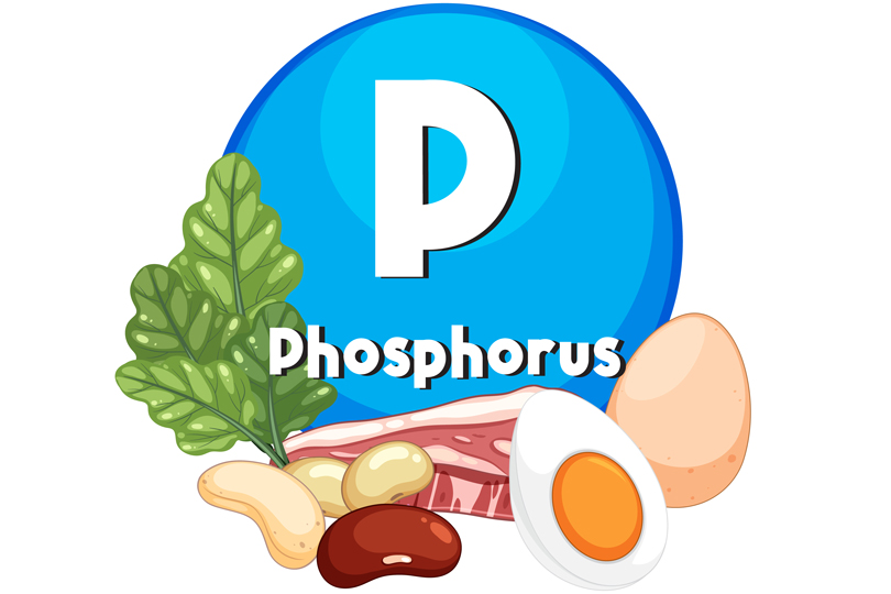 الفوسفور.. معدن أساسي لصحة القلب والعظام ومصدر طاقة للجسم